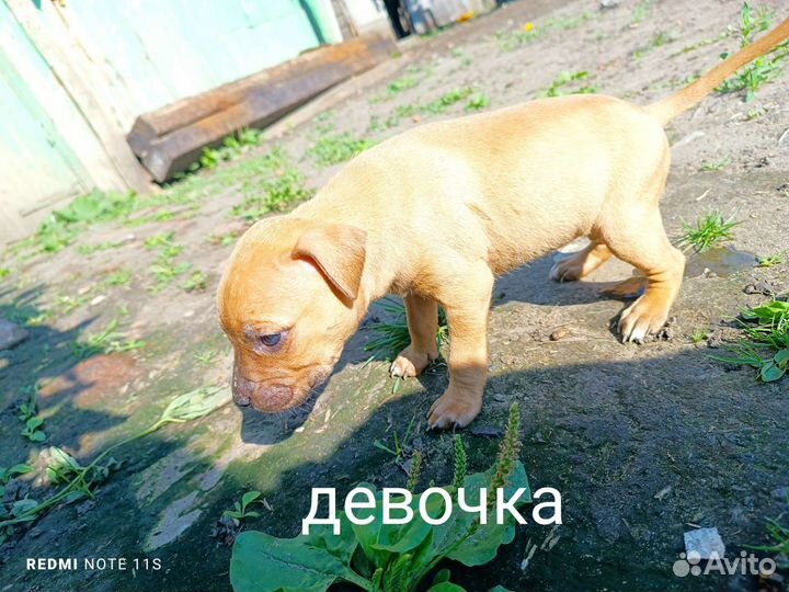 Собаки щенки питбуля