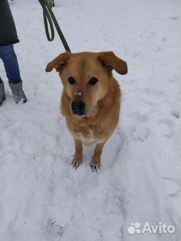 Собака бесплатно из приюта ищет дом и добрые руки