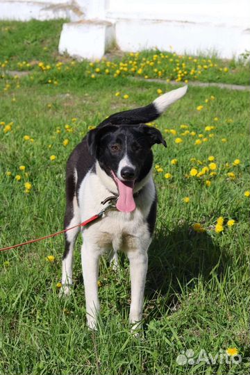 Яркая Айла стерилизована