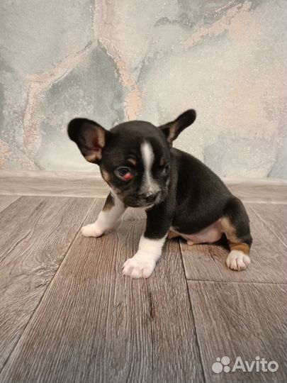 Щенок в добрые руки бесплатно