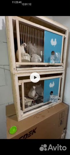 Инвентарь для голубей