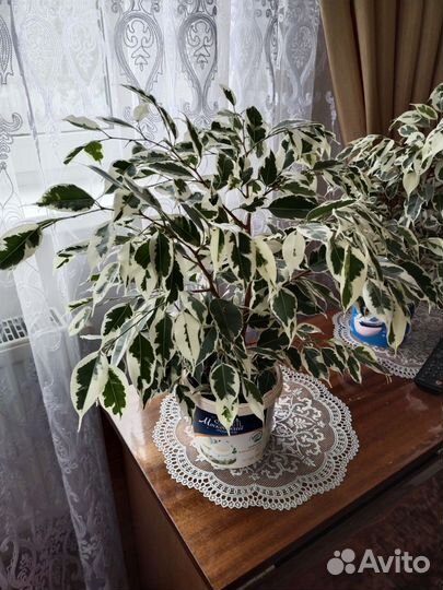 Диффенбахия