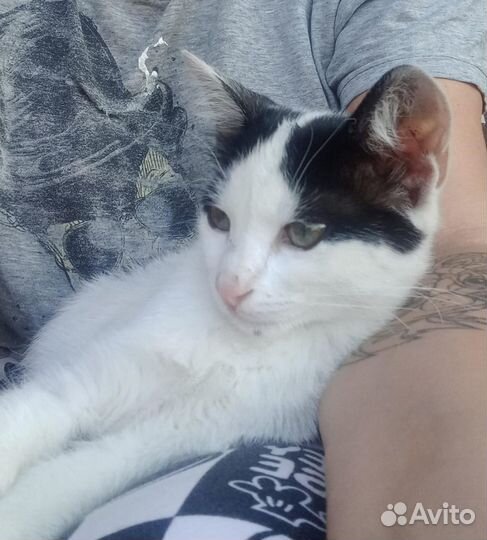 Котенок в добрые руки