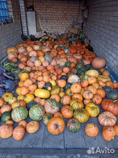 Тыква, картофель