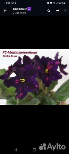 Хлорофитум