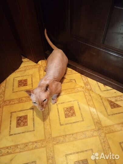 Котик Двельф