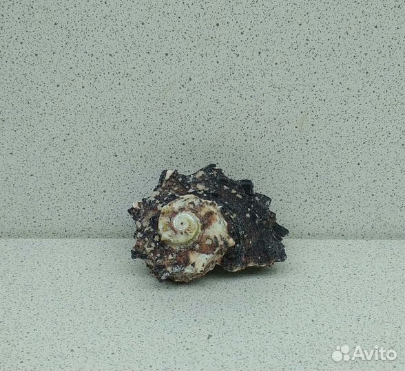 Ангария 5,4 морская ракушка раковина