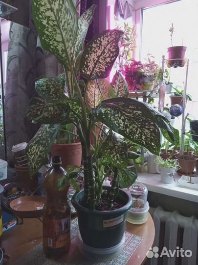 Диффенбахия