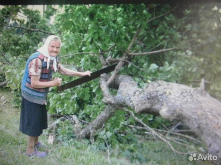 Спил деревьев. Обрезка