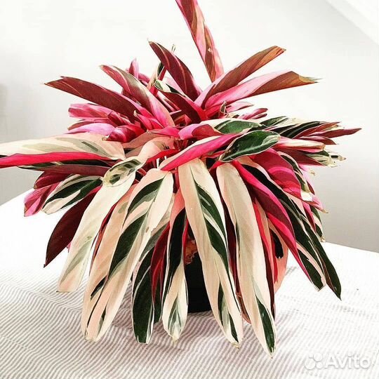 Строманта мультиколор