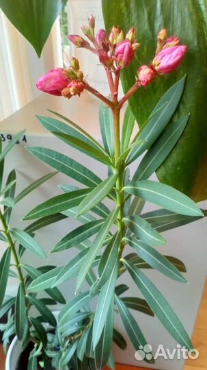 Олеандр - источник благополучия и аромата