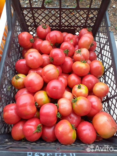 Помидоры свежие открытого грунта