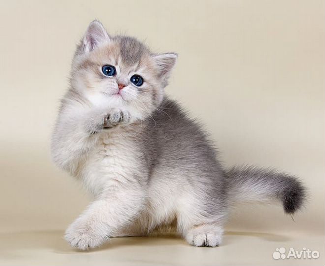 Счастье в дом