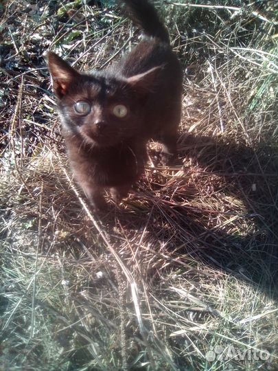 Отдам в самые добрые руки котика и кошку