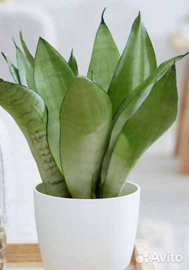 Сансевиерия Муншайн (отводки)