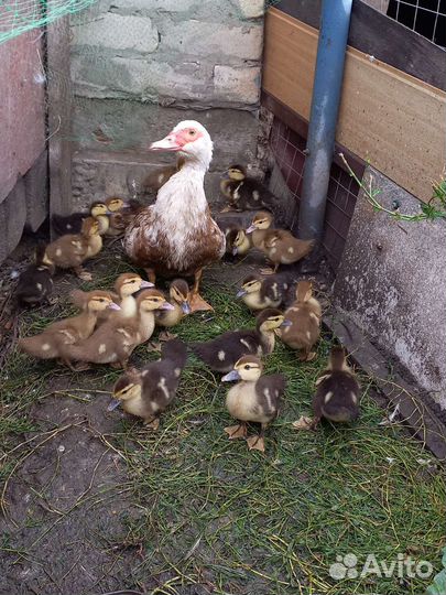 Утята мускусной утки (индоутка)