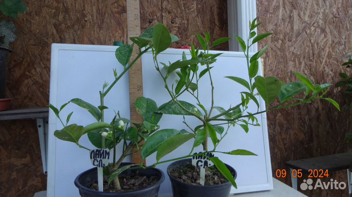 Лимон Лайм Сладкий Палестинский в Горшках