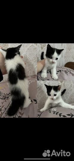 Котенок бесплатно