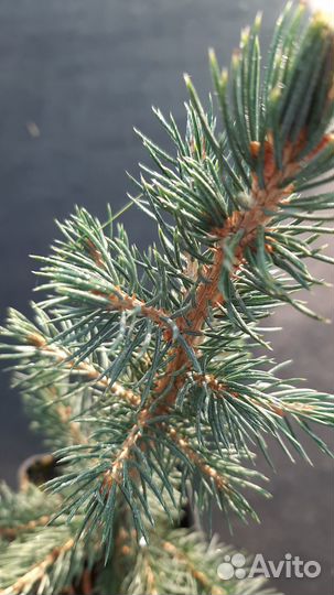 Ель колючая Glauca Arizonica