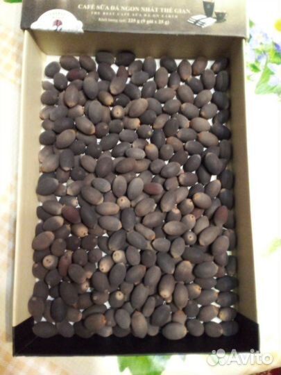 Продаю семена Китайского лотоса розового