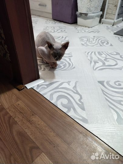 Донской сфинкс