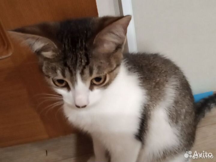 Котенок в добрые руки