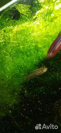 Аквариумное растение рогалистник