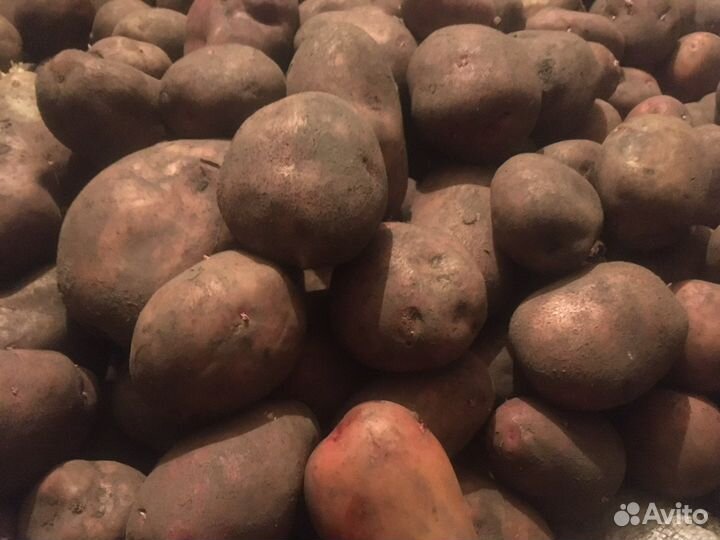Картофель крупный