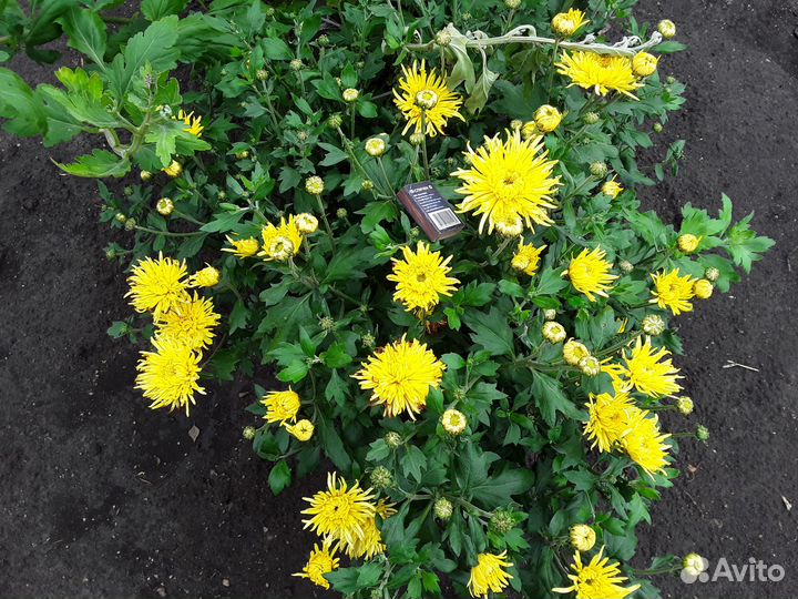 Растения для дома и сада