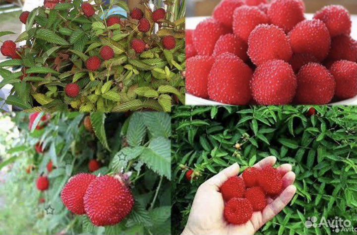 Тибетская(розолистная) малина Мяо-мяо