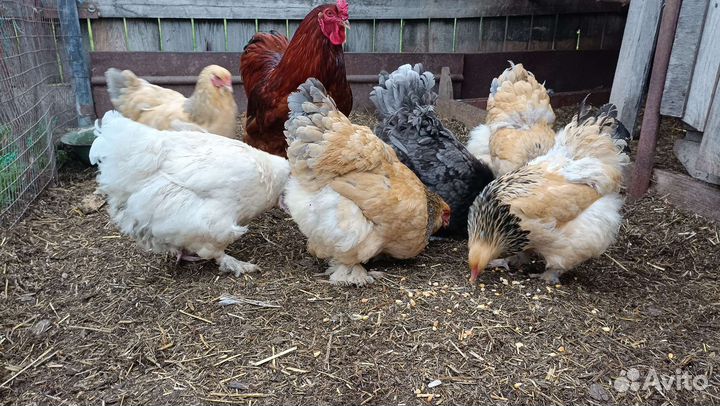 Молодки, семьи кур
