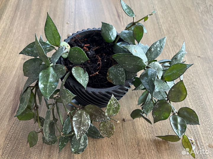 Хойя миниатюрная