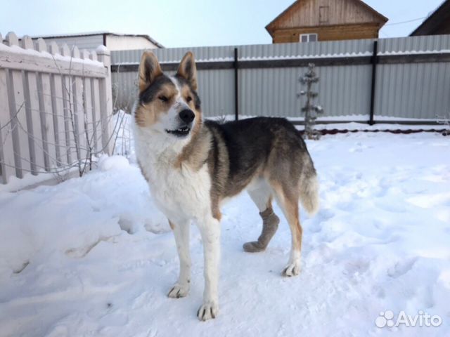 фото мини булик.