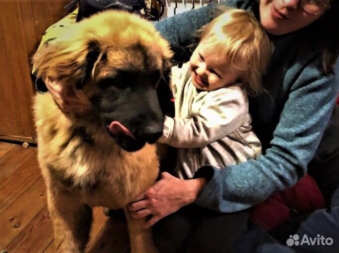 Леонбергер/щенки