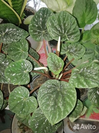 Цветы комнатные