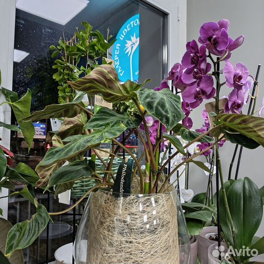 Растение Филодендрон