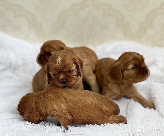 Кокер спаниель