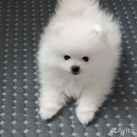 Немецкий шпиц