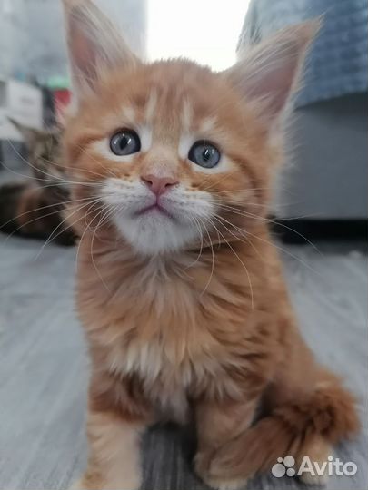 Котята мейн-кун