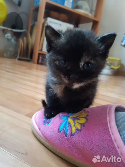 Отдам котенка в добрые руки