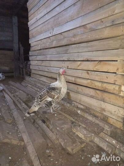 Индюки на племя