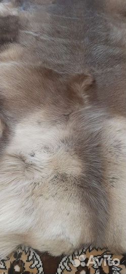 Шкура оленя новая