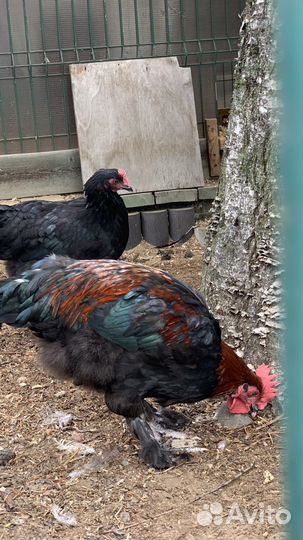 Куры породы маран