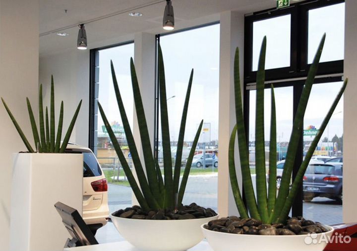 Сансевиерия или Щучий хвост, Тещин язык