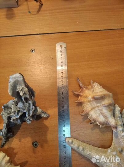 Ракушки для аквариума
