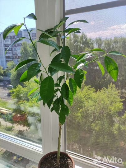 Кумкват Индио привит на пандерозу