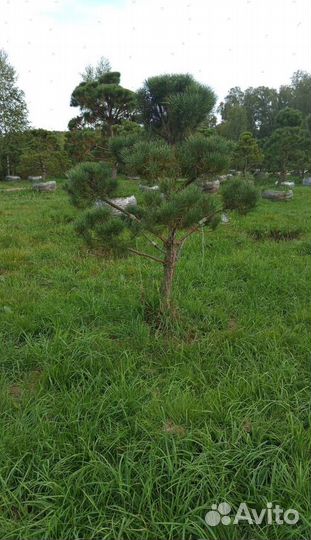 Можжевельник казацкий голубой