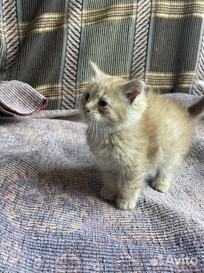 Кошка в дар