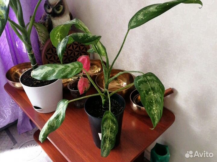 Аглаонема псевдоэрантеум