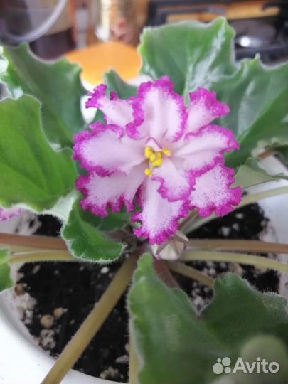 Фиалки продажа